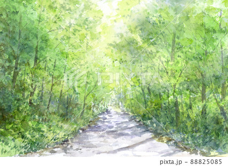 森の遊歩道の水彩画　 88825085