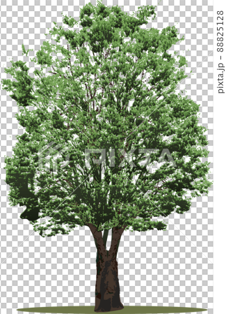Tree tree Tree tree 88825128