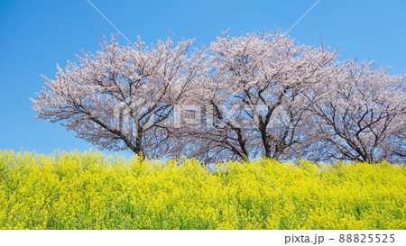 鯖江・日野川堤防沿い　桜と菜の花　春競演 88825525