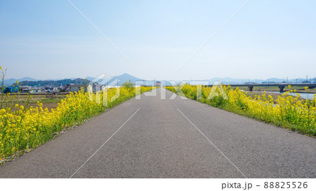 鯖江・日野川堤防沿い　菜の花　咲き誇る 88825526