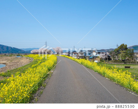 鯖江・日野川堤防沿い 菜の花 咲き誇る 鯖江・日野川堤防沿い 菜の花 咲き誇る 88825530