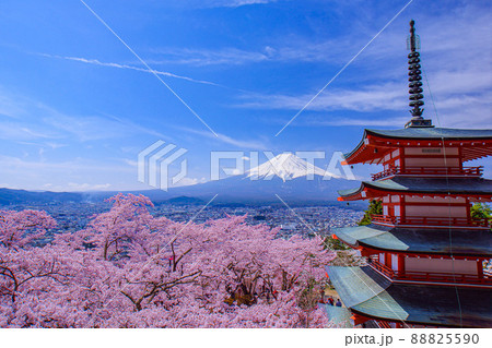 新倉山浅間公園の桜 88825590