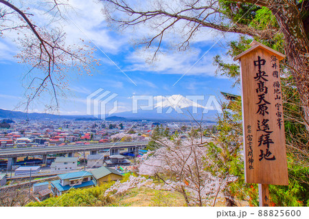 新倉山浅間公園の桜 88825600