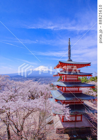 新倉山浅間公園の桜 新倉山浅間公園の桜 88825610