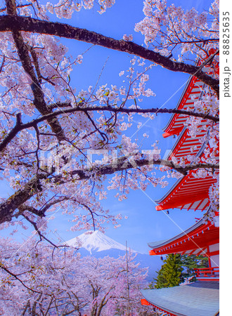 新倉山浅間公園の桜 新倉山浅間公園の桜 88825635