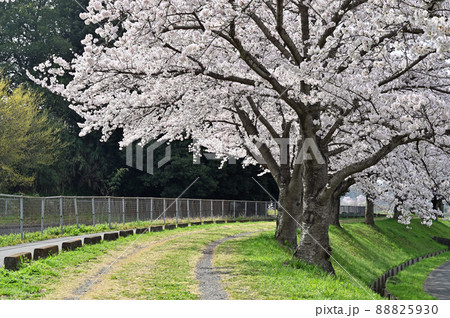 見沼田圃:見沼代用水東縁 見沼桜回廊 加田屋新田 見沼田圃:見沼代用水東縁 見沼桜回廊 加田屋新田 88825930