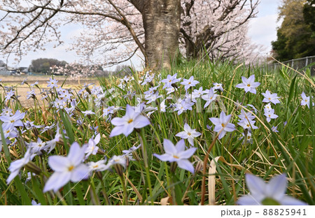 見沼田圃：見沼代用水東縁　見沼桜回廊　加田屋新田 88825941