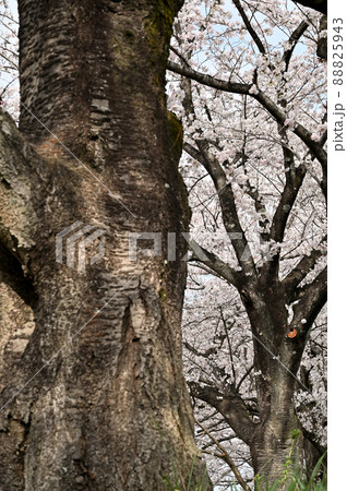 見沼田圃:見沼代用水東縁 見沼桜回廊 加田屋新田 見沼田圃:見沼代用水東縁 見沼桜回廊 加田屋新田 88825943