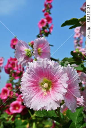 Alcea rosea / Hollyhock flower Alcea rosea / Hollyhock flower 88826123