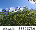 青空とネモフィラを下から見た写真 88826739