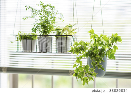 観葉植物 シマトネリコ、ポトス、ペペロミア、アイビー 観葉植物 シマトネリコ、ポトス、ペペロミア、アイビー 88826834