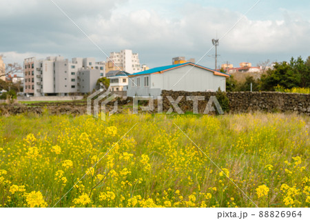 Yellow rape flower field and country village, Jeju olle trail in Jeju island, Korea Yellow rape flower field and country village, Jeju olle trail in Jeju island, Korea 88826964