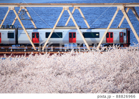 桜咲く大野川を渡る815系電車(JR九州) 桜咲く大野川を渡る815系電車(JR九州) 88826966