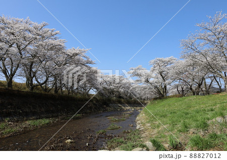 郡山市の桜の名所、藤田川ふれあい桜の春景色 郡山市の桜の名所、藤田川ふれあい桜の春景色 88827012