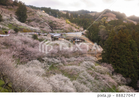 賀名生梅林 88827047