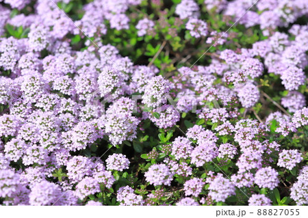 満開のタイム（タチジャコウソウ）　 88827055