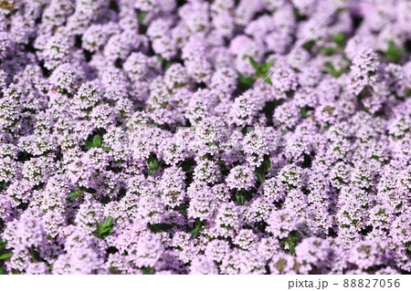 満開のタイム(タチジャコウソウ)  満開のタイム(タチジャコウソウ)  88827056