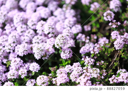 満開のタイム(タチジャコウソウ)  満開のタイム(タチジャコウソウ)  88827059