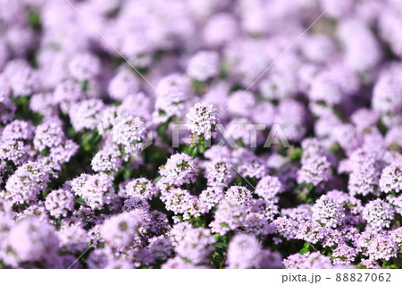 満開のタイム(タチジャコウソウ)  満開のタイム(タチジャコウソウ)  88827062