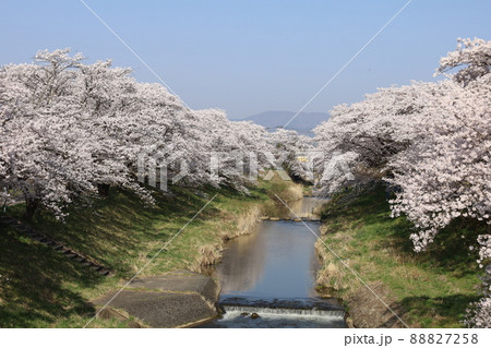 郡山市の藤田川両岸に咲き誇るソメイヨシノの並木(藤田川ふれあい桜) 郡山市の藤田川両岸に咲き誇るソメイヨシノの並木(藤田川ふれあい桜) 88827258