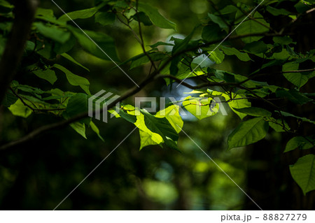新緑の山道、水の流れ、空の青さ、美しい自然、東京の山歩き 新緑の山道、水の流れ、空の青さ、美しい自然、東京の山歩き 88827279