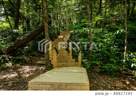 新緑の山道、水の流れ、空の青さ、美しい自然、東京の山歩き 88827285