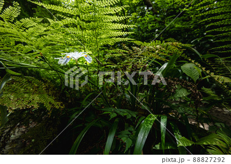 新緑の山道、水の流れ、空の青さ、美しい自然、東京の山歩き 新緑の山道、水の流れ、空の青さ、美しい自然、東京の山歩き 88827292