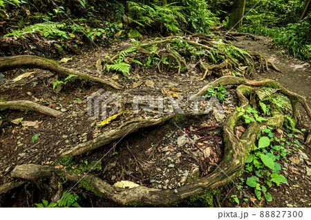 新緑の山道、水の流れ、空の青さ、美しい自然、東京の山歩き 88827300