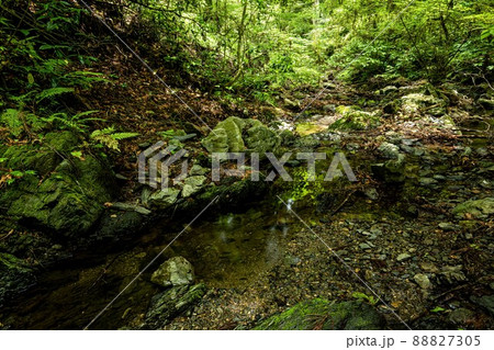 新緑の山道、水の流れ、空の青さ、美しい自然、東京の山歩き 88827305