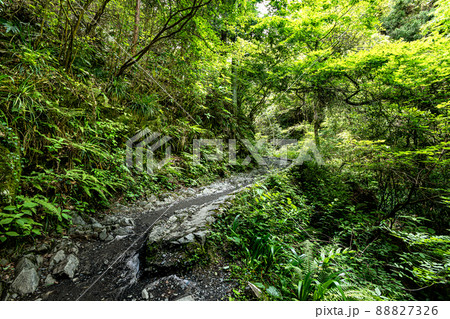 新緑の山道、水の流れ、空の青さ、美しい自然、東京の山歩き 新緑の山道、水の流れ、空の青さ、美しい自然、東京の山歩き 88827326