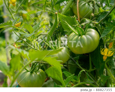 Selective focus on green tomato fruits on the branches in the greenhouse. Selective focus on green tomato fruits on the branches in the greenhouse. 88827355