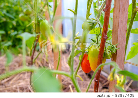 Selective focus on ripe red tomatoes on the branches in the greenhouse. 88827409
