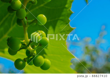 A bunch of unripe green grapes on the background of grape leaves and blue sky. 88827410