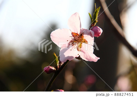 桃の花23 88827451