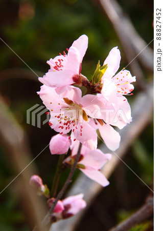 桃の花24 桃の花24 88827452