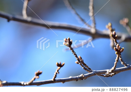 さくらの固いつぼみ 88827496