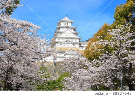 【兵庫県】晴天下の姫路城と満開の桜 88827645