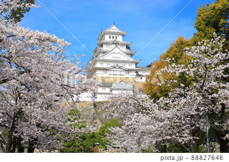 【兵庫県】晴天下の姫路城と満開の桜 88827646