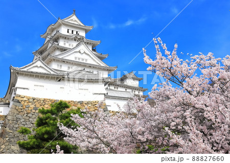 【兵庫県】晴天下の姫路城と満開の桜 88827660