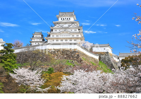 【兵庫県】晴天下の姫路城と満開の桜 【兵庫県】晴天下の姫路城と満開の桜 88827662