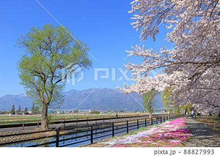 桜咲く春の安曇野 88827993