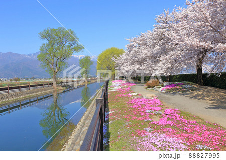 桜咲く春の安曇野 桜咲く春の安曇野 88827995