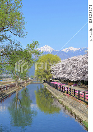 桜咲く春の安曇野 桜咲く春の安曇野 88828171