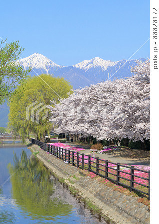 桜咲く春の安曇野 桜咲く春の安曇野 88828172