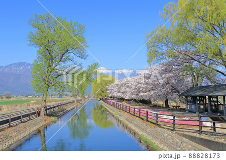 桜咲く春の安曇野 桜咲く春の安曇野 88828173