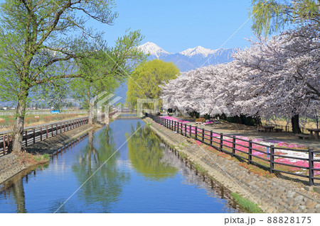 桜咲く春の安曇野 桜咲く春の安曇野 88828175