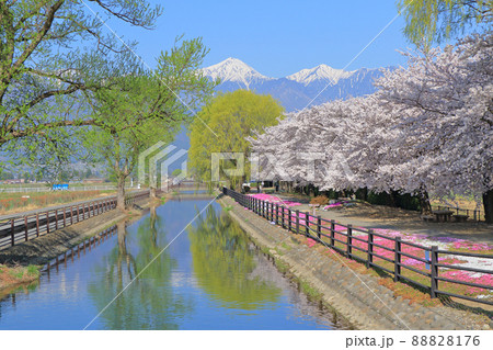 桜咲く春の安曇野 桜咲く春の安曇野 88828176