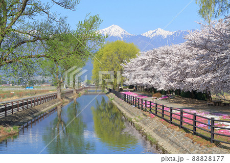 桜咲く春の安曇野 88828177