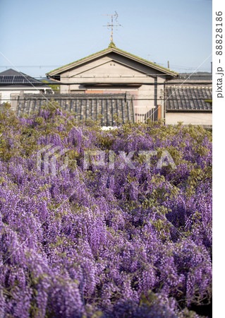 信達宿の野田藤 信達宿の野田藤 88828186