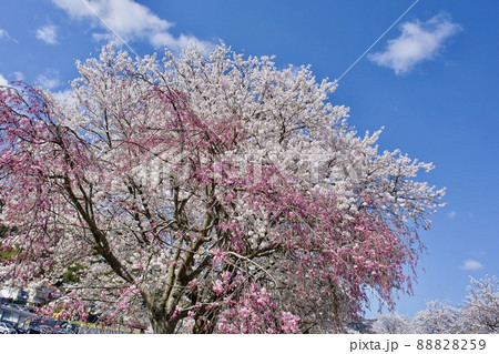 満開の紅い枝垂れ桜と染井吉野(日本の春イメージ) 満開の紅い枝垂れ桜と染井吉野(日本の春イメージ) 88828259